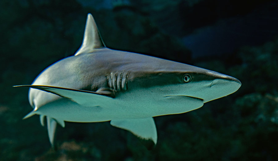 shark swimming