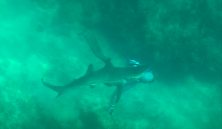 This Spearfisherman Was Nearly Beheaded by a Shark in the Bahamas