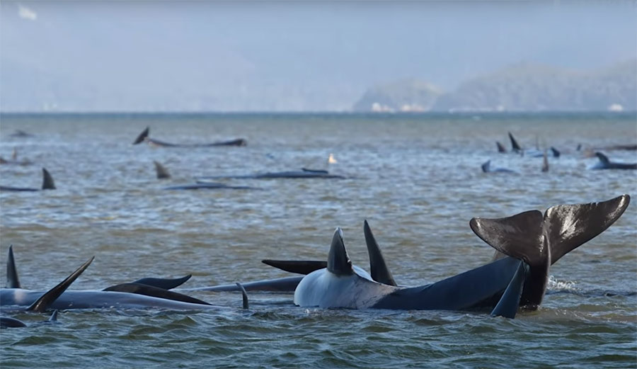 Pilot whales 
