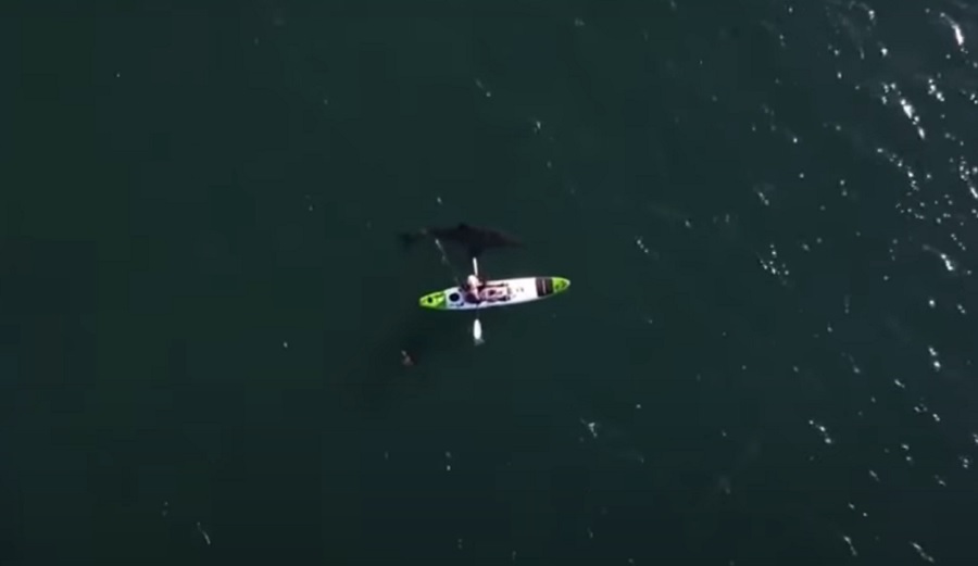 An Aussie Kayaker's Close Encounter With a Four Meter White