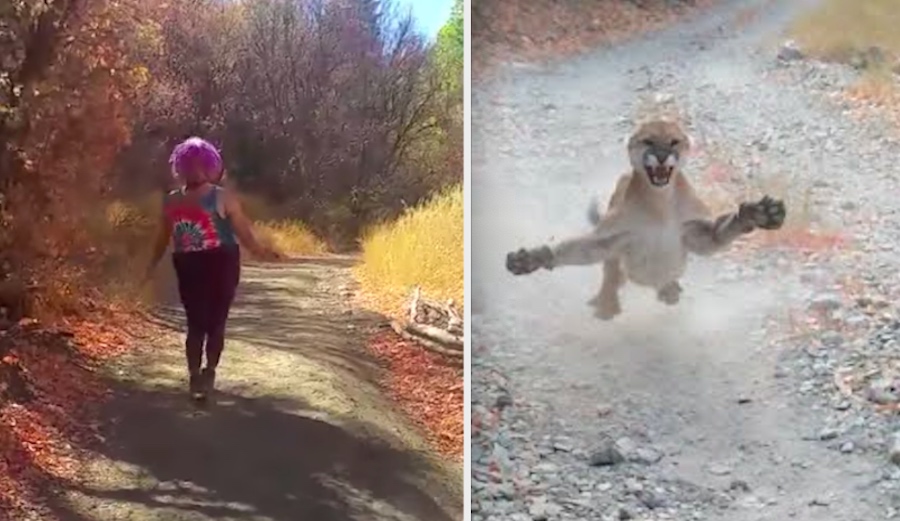 A Different Kind of Cougar Stalks Man for 90 Seconds