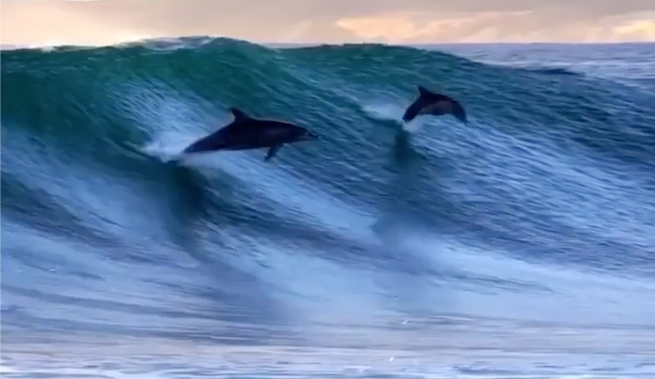dolphin party wave