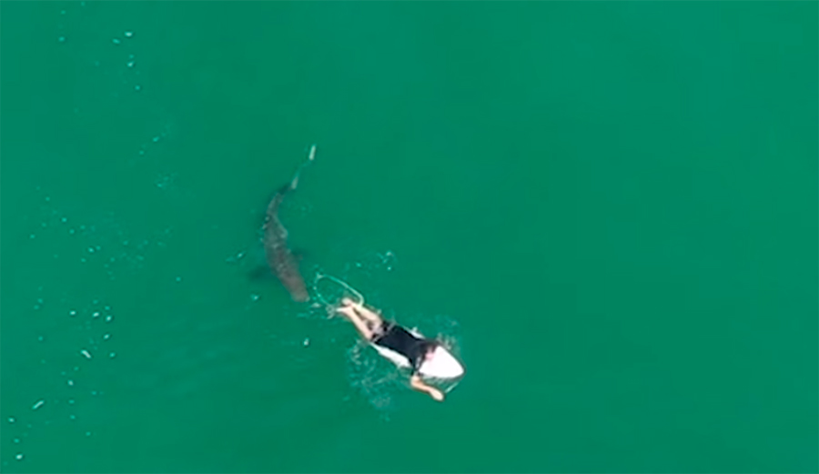 Drone Captures Intense Footage of Professional Surfer Matt Wilkinson's Shark Encounter
