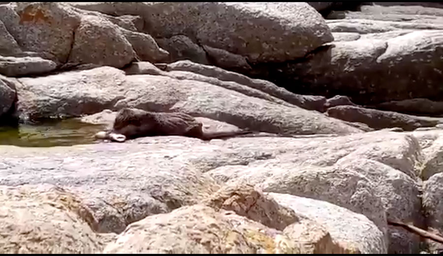 Otter eating shark