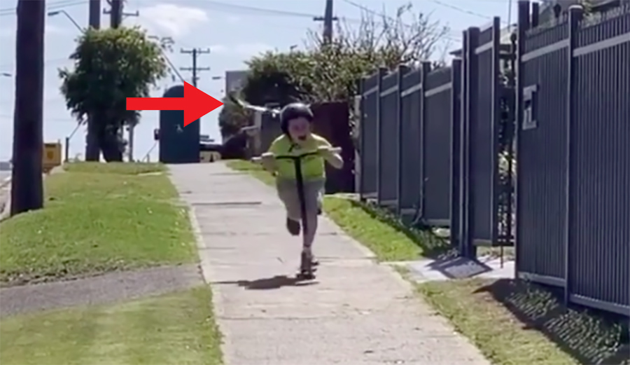 Magpie Attacks Young Kid on Scooter and It's Oddly Funny
