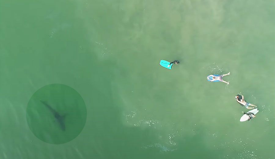 Great white shark near swimmers
