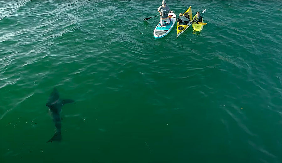 Great white shark in California