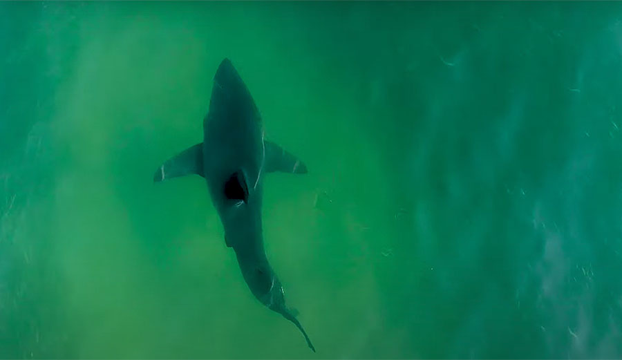 Great white shark swimming in California