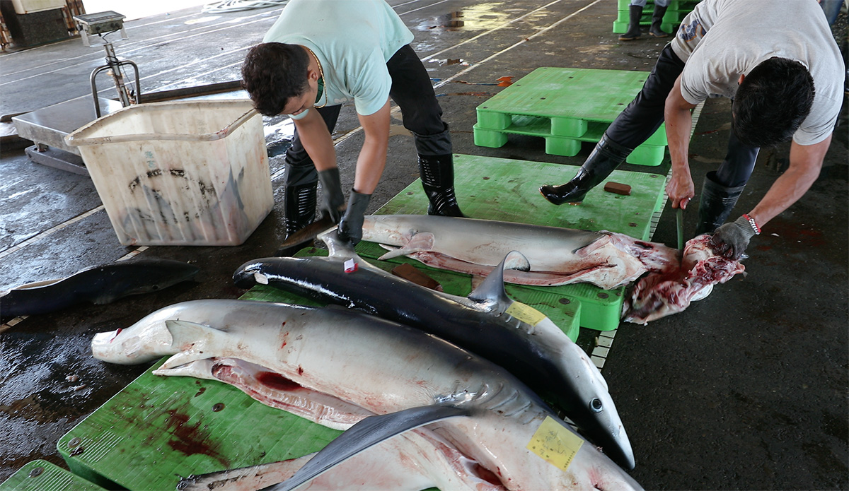 Shark Finning