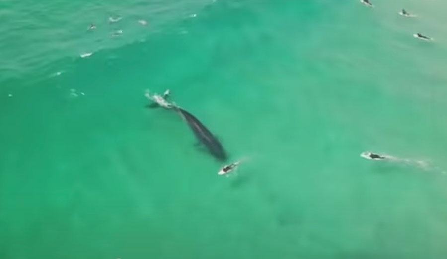 surfing whale
