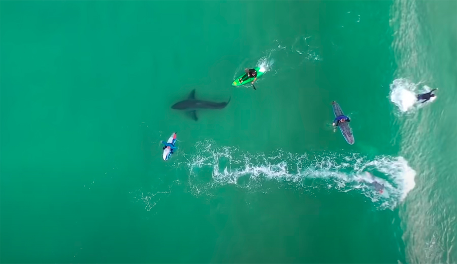 14-Year-Old Drone Pilot Explains How He Got Footage of 4-Meter Great White Following Surfers