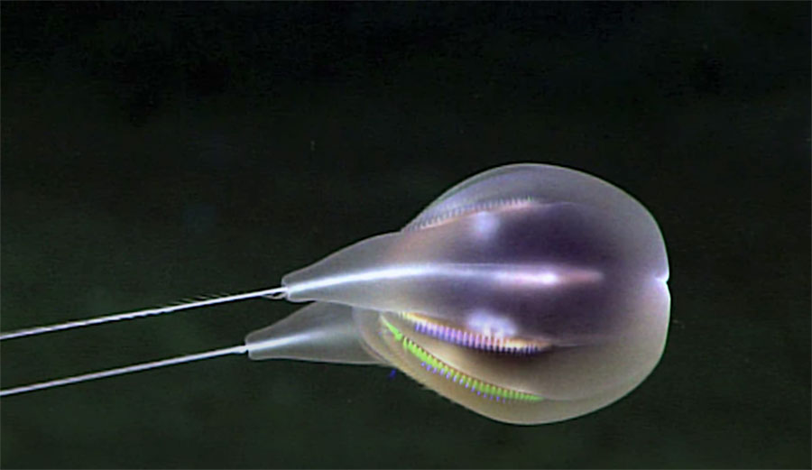 Duobrachium sparksae comb jelly