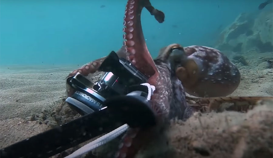 Baby octopus stealing a GoPro