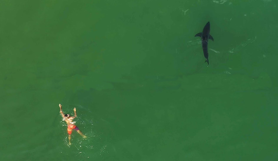 A swimmer encounters a great white shark in the water