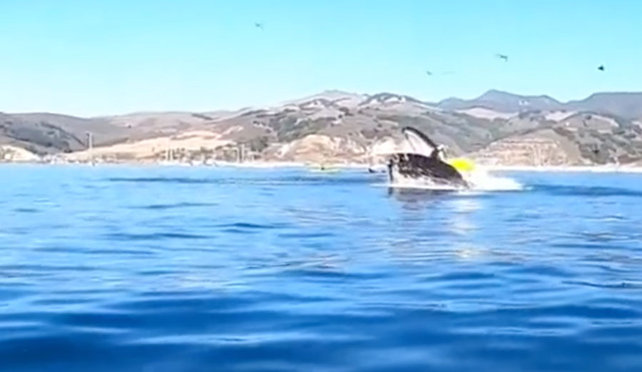 Kayakers eaten by humpback whale