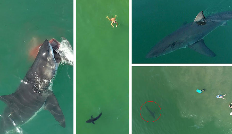 Great white sharks on the california coastline
