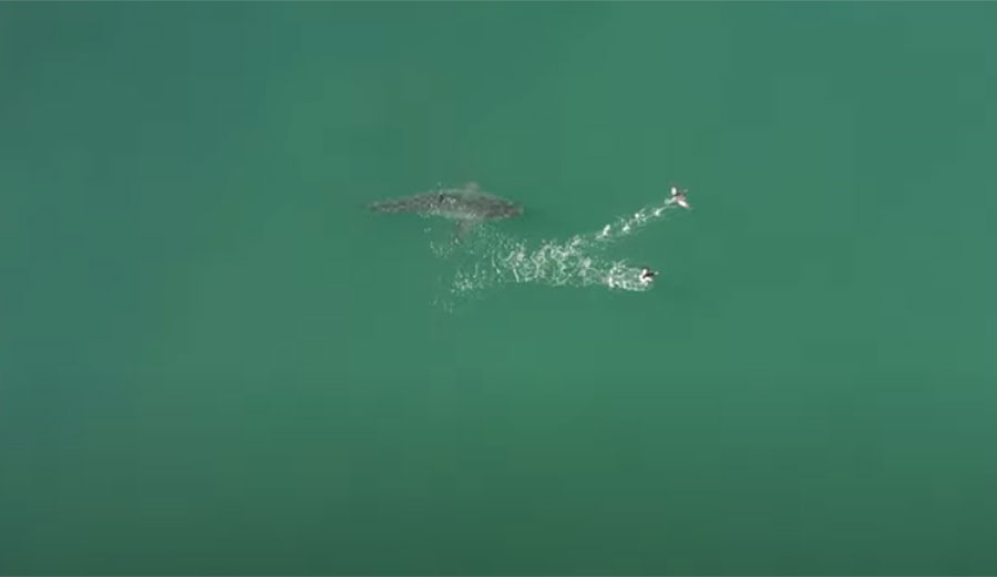 Great white shark scaring birds in California