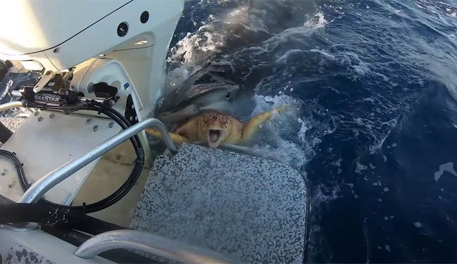 Loggerhead sea turtle on a boat with a shark trying to eat it