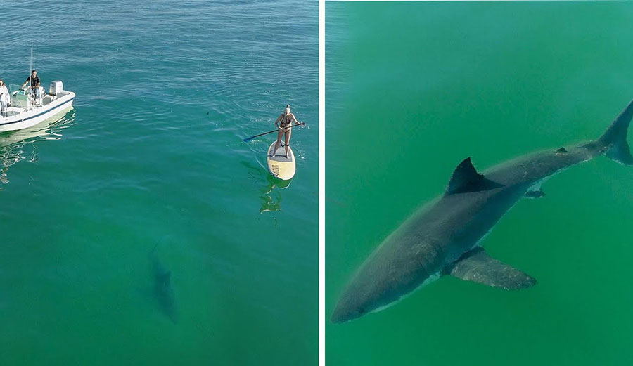 Great white shark swimming near paddleboarder and boat