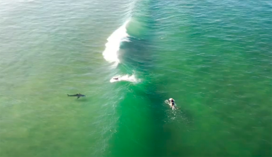 shark in lineup in south africa