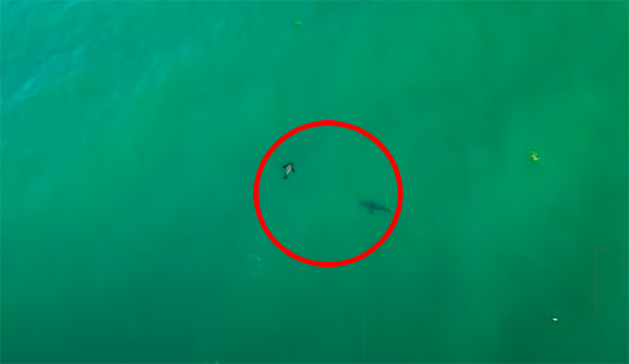 a seal plays with a shark
