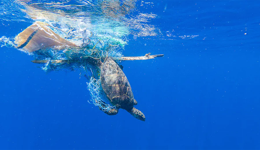Turtle in ocean garbage
