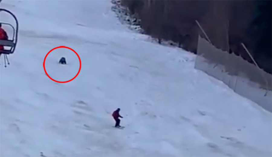 A bear chases a skier down a resort in romania