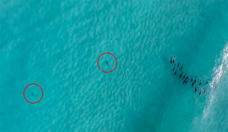 a pack of dolphins scares of two great whites