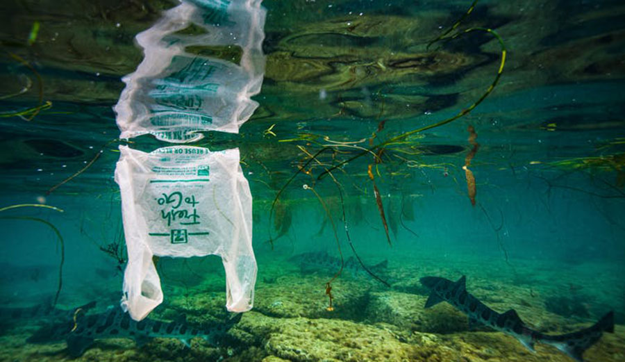 Leopard sharks swim past plastic debris in shallow water off southern California