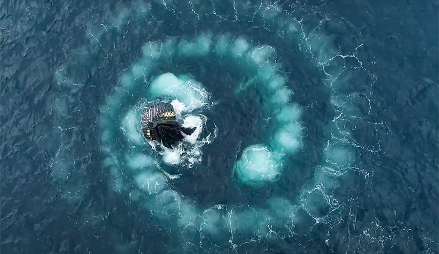 Humpback whales bubble net feeding
