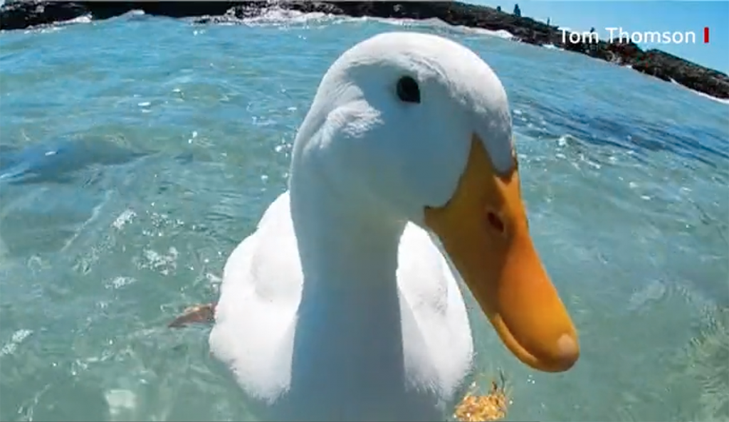 duck