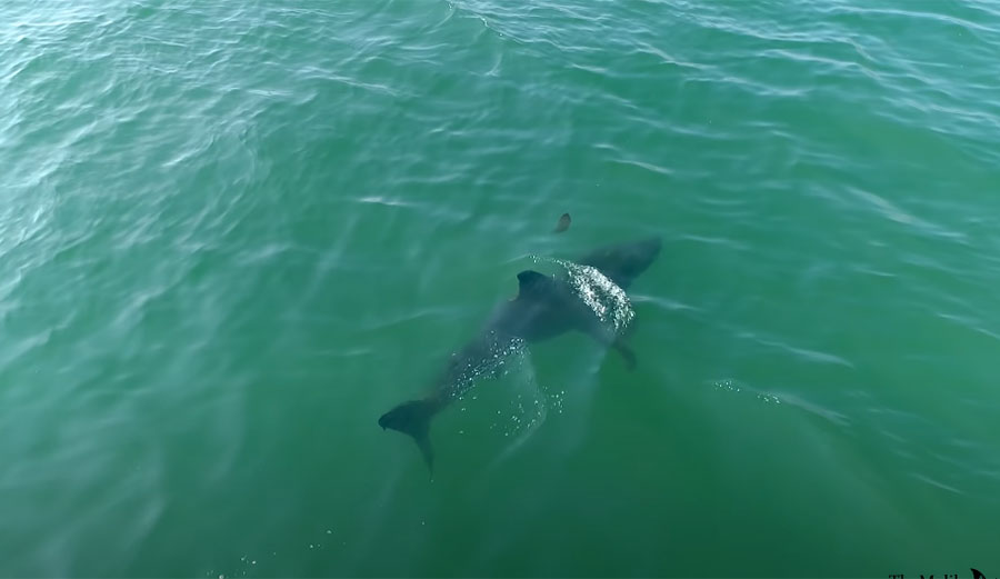 Great white shark swimming in California