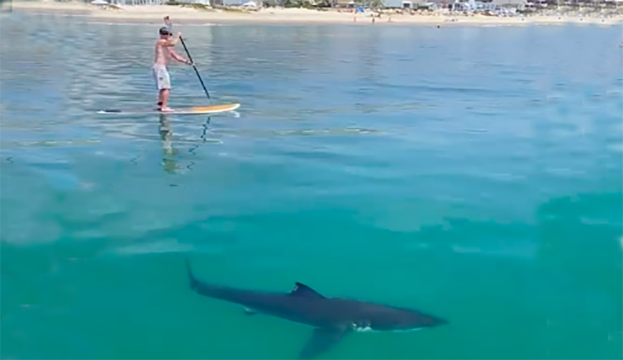 a shark next to paddlers in Santa Barbara, California