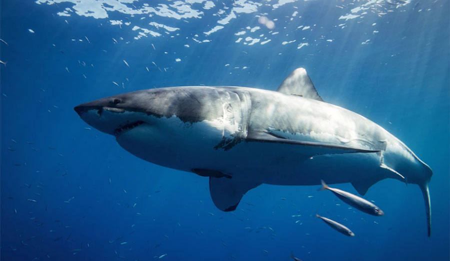 Great white shark swimming