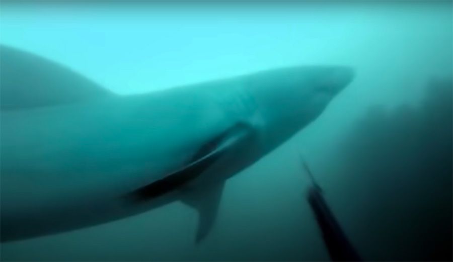 a great white shark bumps a spearfisherman