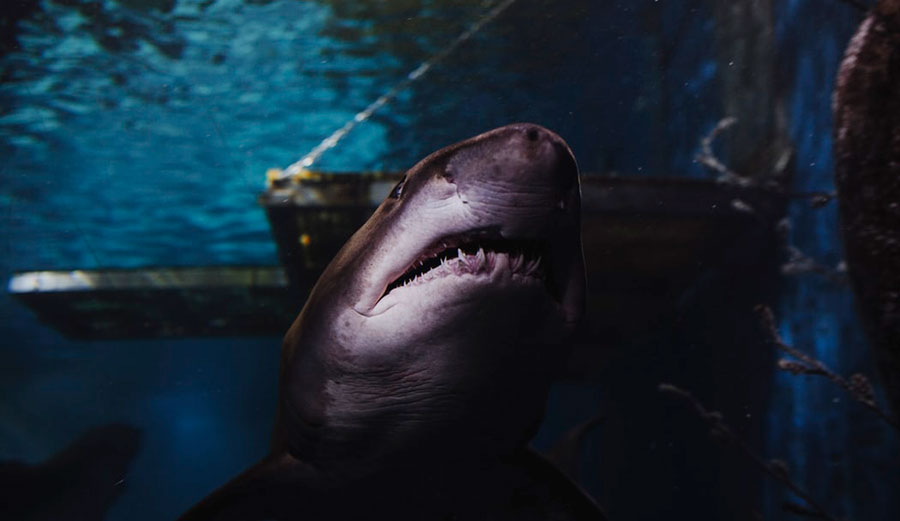 Great White shark swimming in ocean