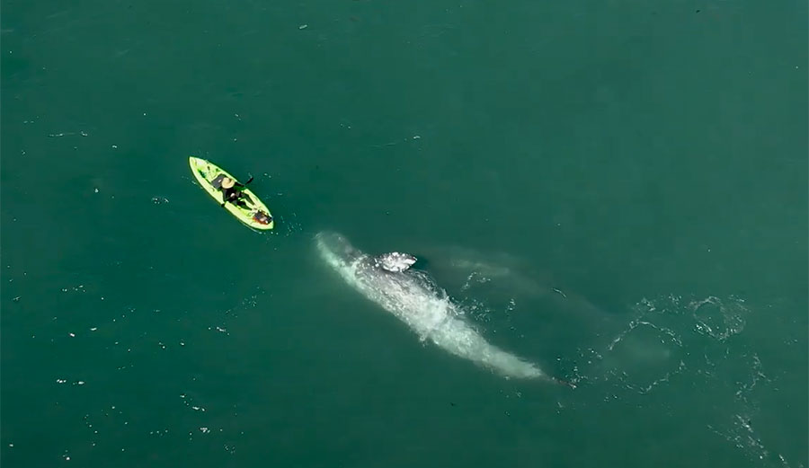 Gray whale and kayaker