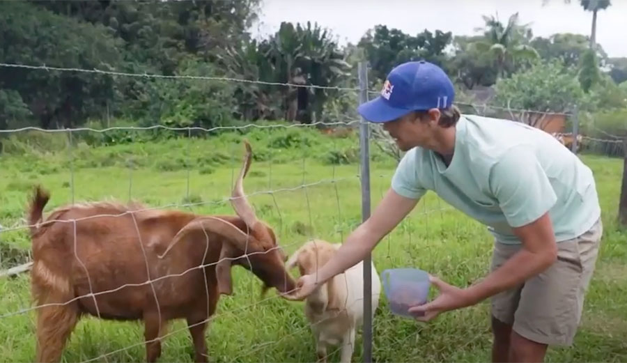 Ian Walsh feeding goats