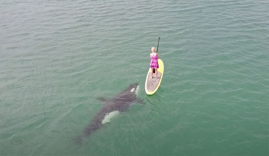 Paddle boarder with orca whale