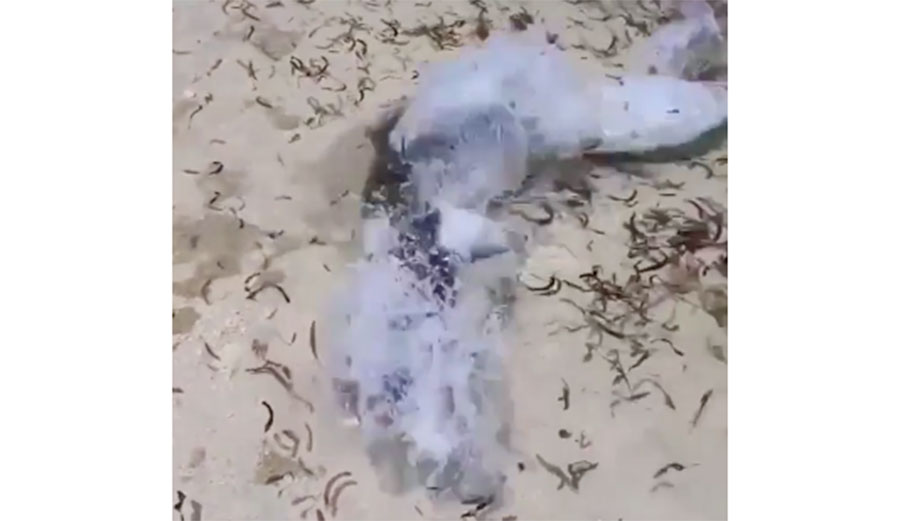 lemon shark attacked by barracuda