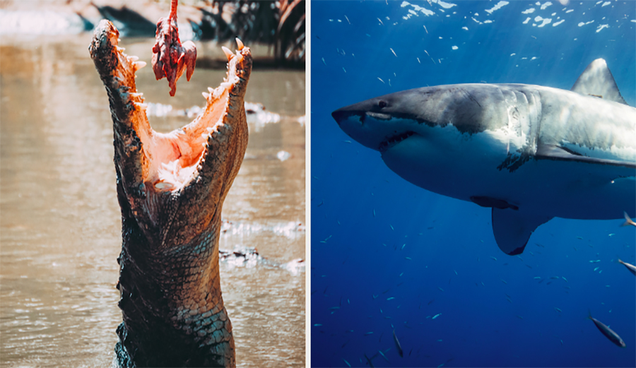 a crocodile eats a piece of meat while a great white prowls