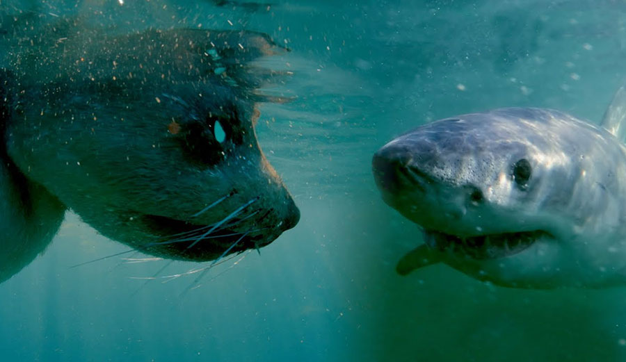 Robot seal looking at great white shark