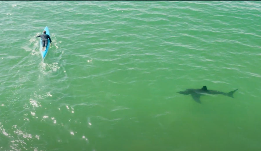 Paddle boarder and great white shark