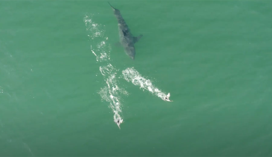 Great white shark chasing birds in California