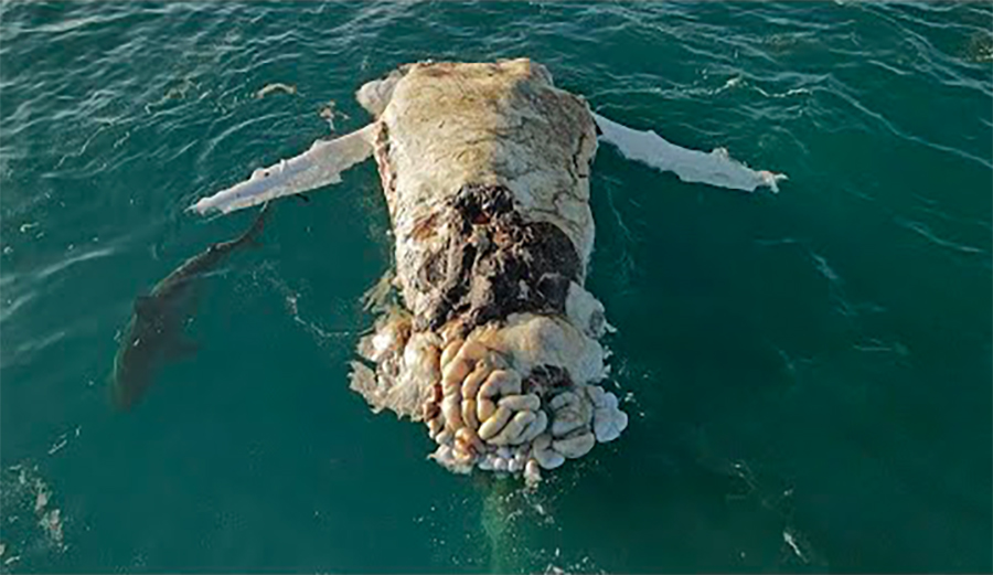 Tiger Shark feeds on a dead whale
