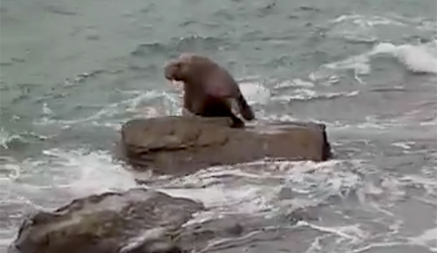 Walrus in Ireland