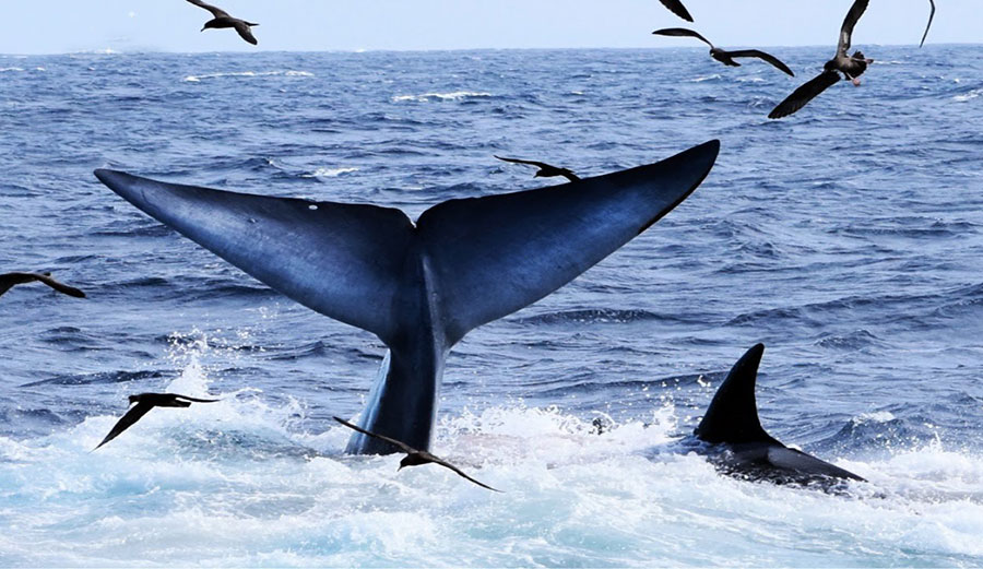 Orcas hunting whale