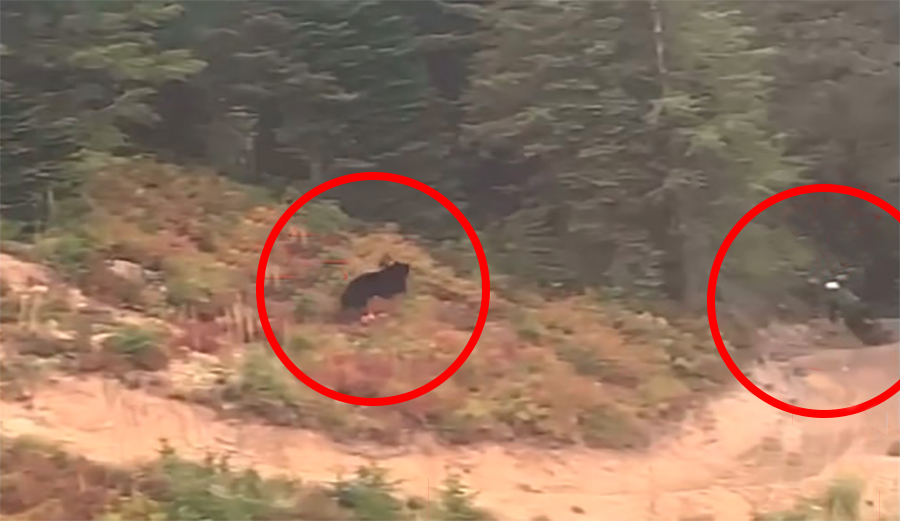 A bear chases a mountain biker in Montana