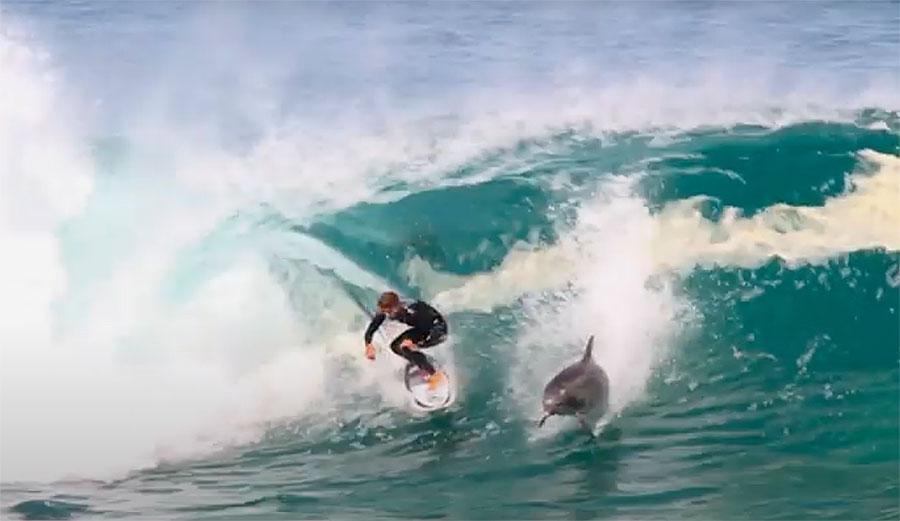 Soli Bailey surfing with dolphin