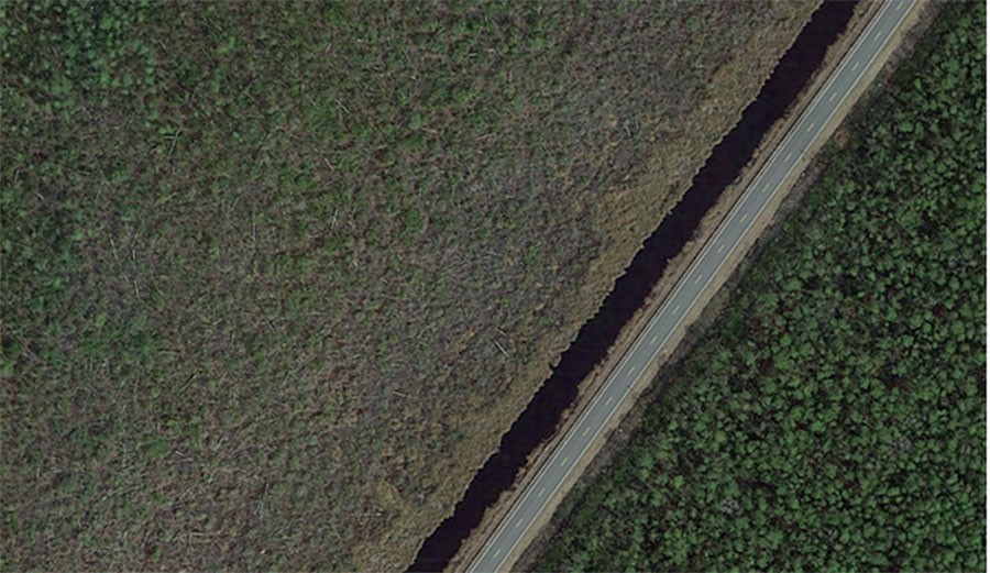 Google Earth image of a healthy forest on the right and a ghost forest with many dead trees on the left.